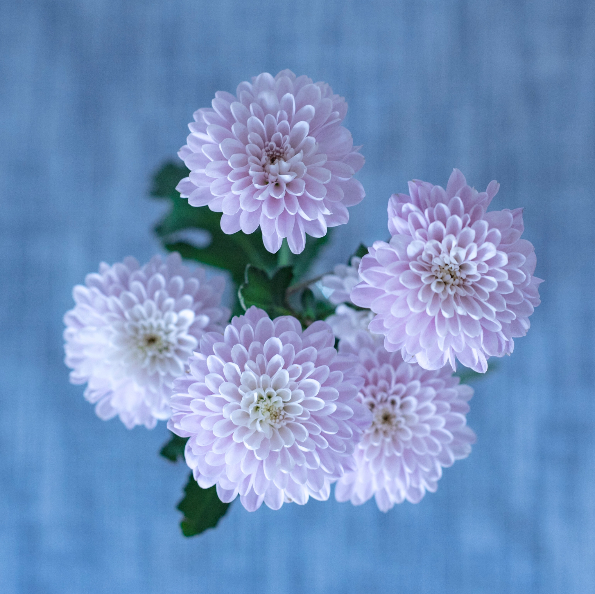 Nikon D750 + Nikon AF Nikkor 50mm F1.8D sample photo. Little chrysanthemum photography