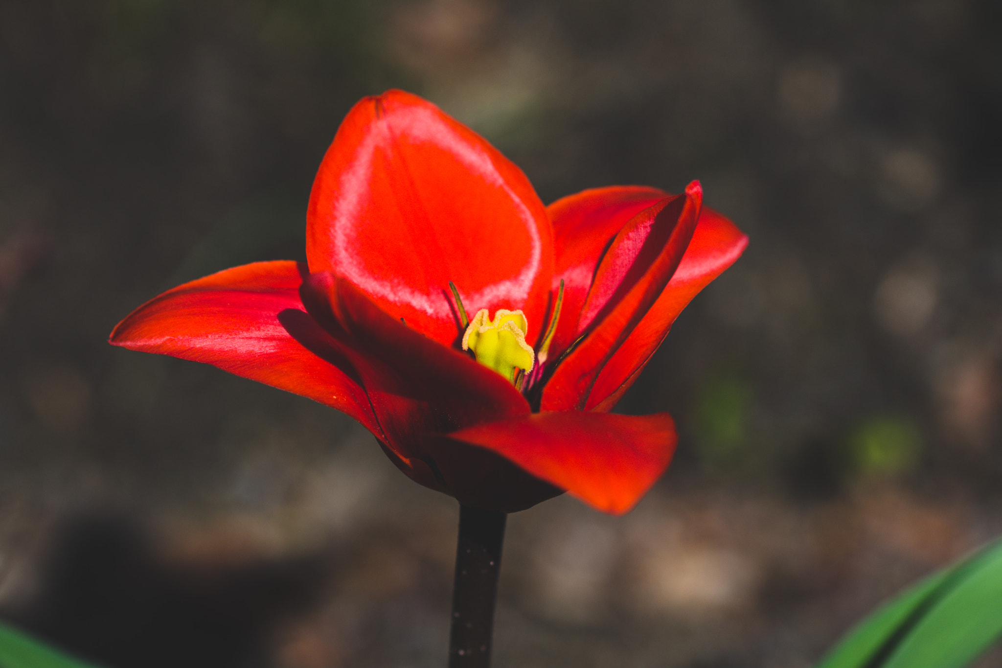 Nikon D7200 sample photo. Ganz in rot photography