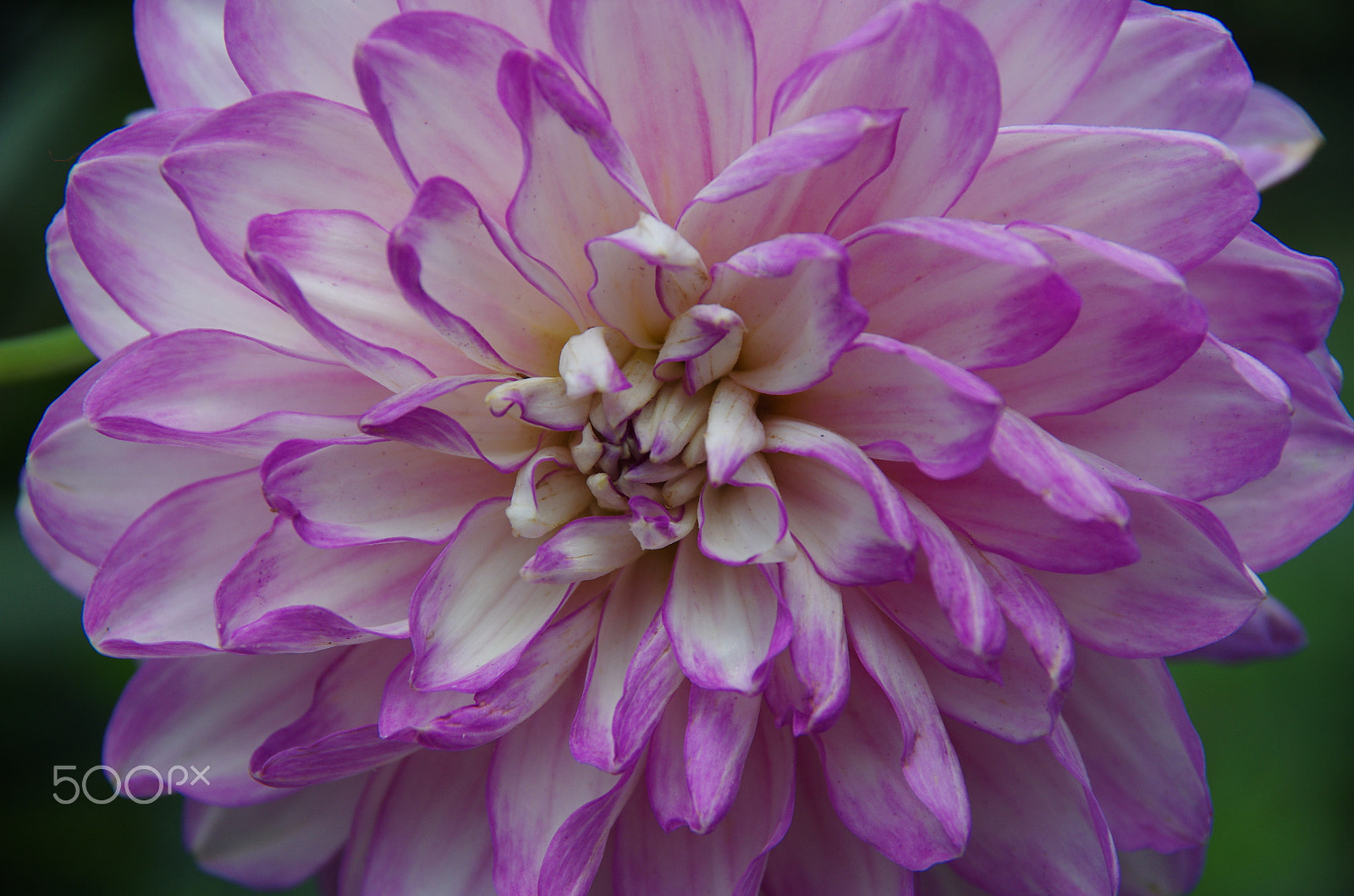 Pentax K-5 sample photo. Nature's origami photography