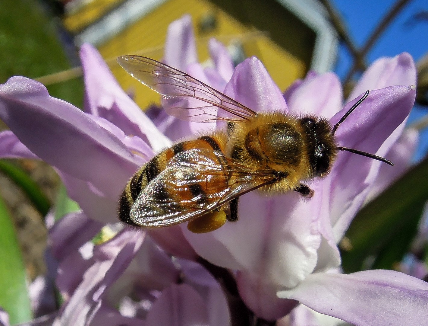 Nikon Coolpix P300 sample photo. Bee 4 photography