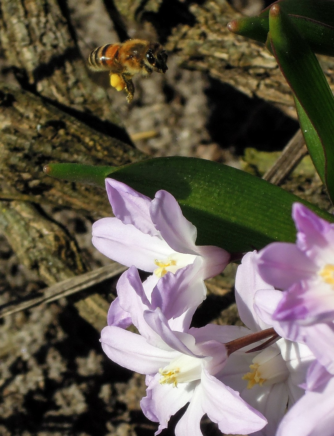 Nikon Coolpix P300 sample photo. Bee flying photography