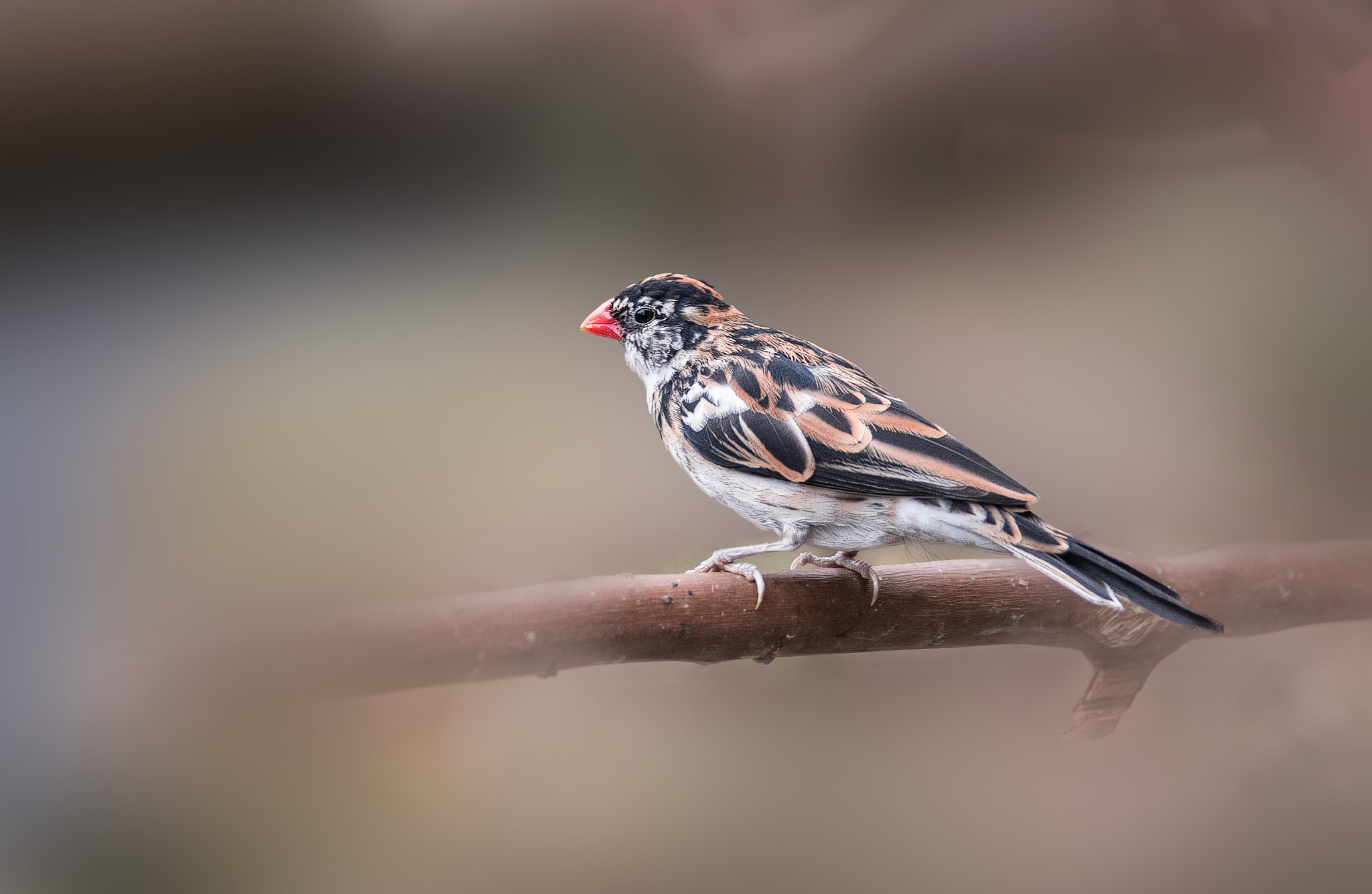 AF Zoom-Nikkor 28-105mm f/3.5-4.5D IF sample photo. Hold fast to dreams photography