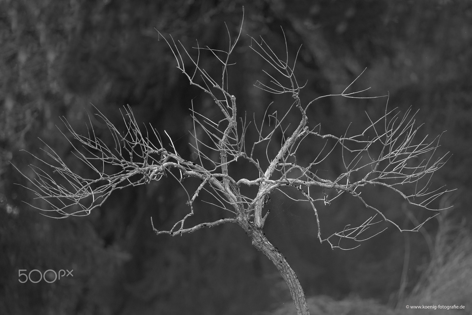 AF Nikkor 300mm f/4 IF-ED sample photo. The tree photography