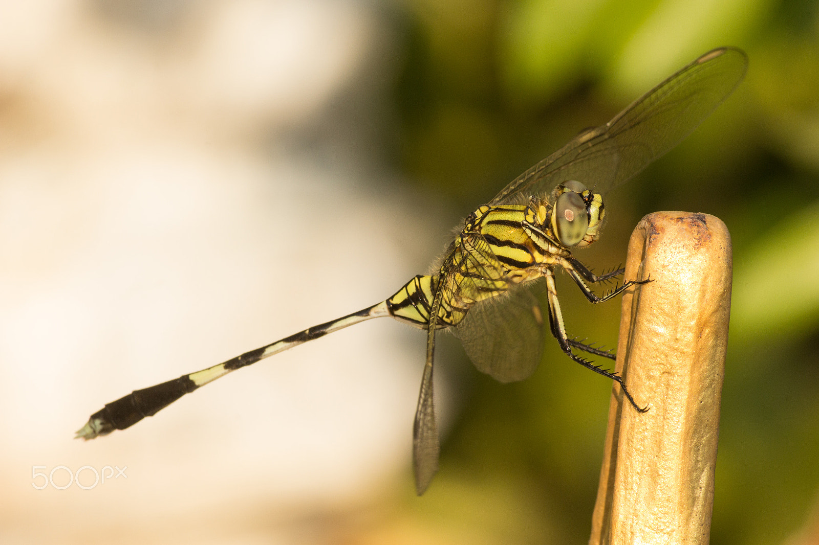 Canon EF-S 55-250mm F4-5.6 IS II sample photo. Dragonfly 9 photography