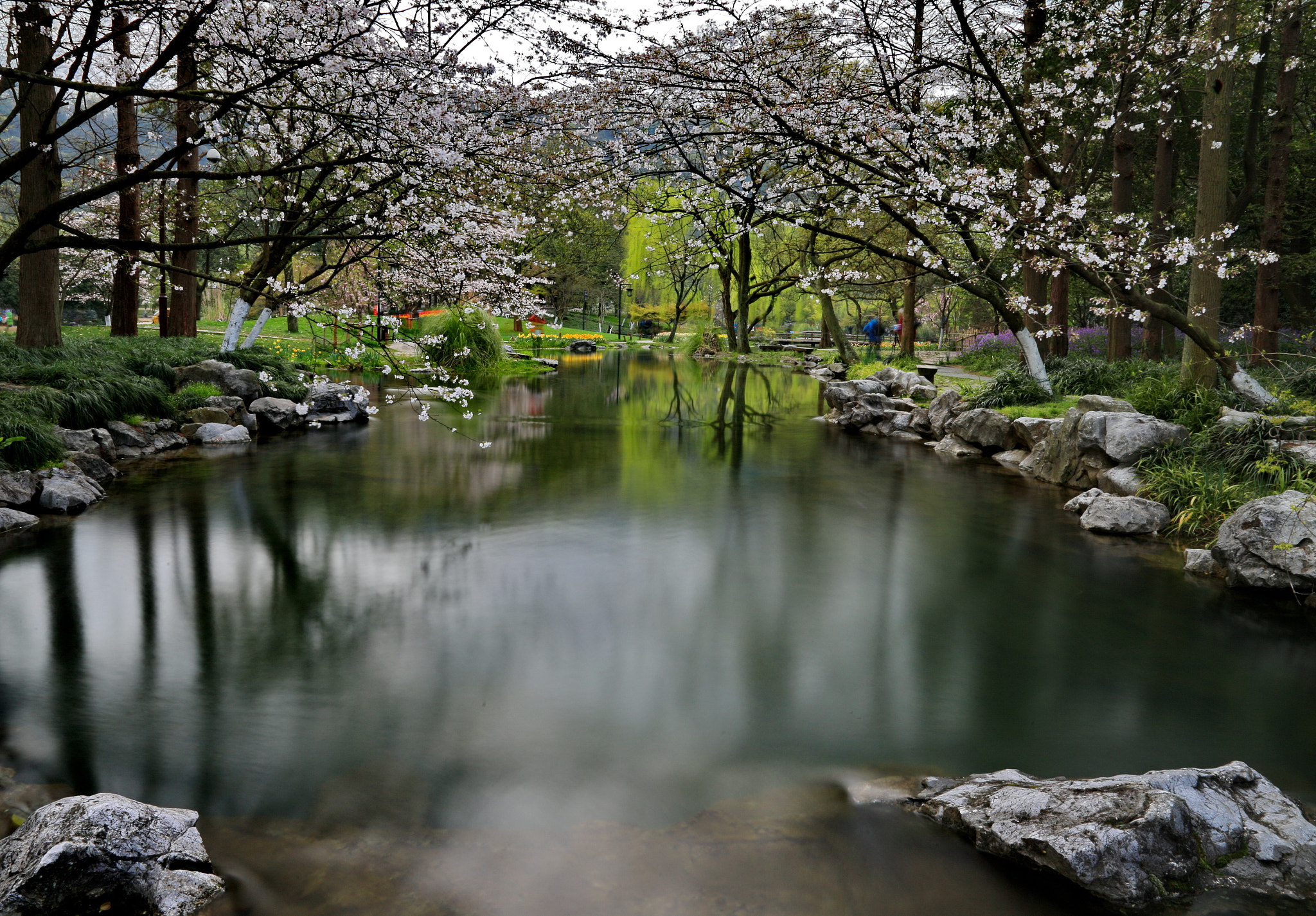 Canon EOS-1D X + Canon EF 24-105mm F4L IS USM sample photo. Sakura by river photography