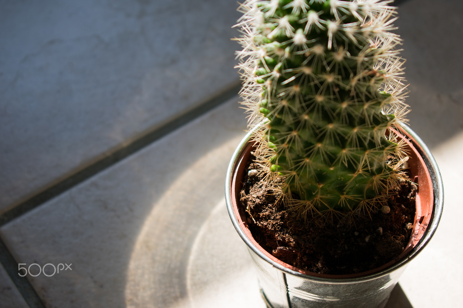 Nikon D3400 sample photo. Cactus and light reflection photography