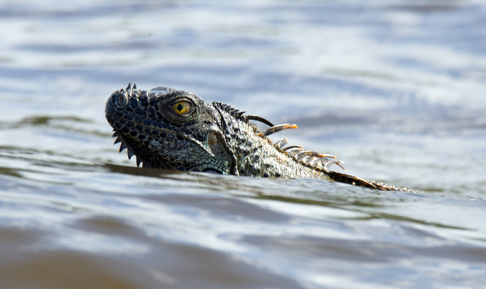 Nikon D4 sample photo. Marine iguana photography