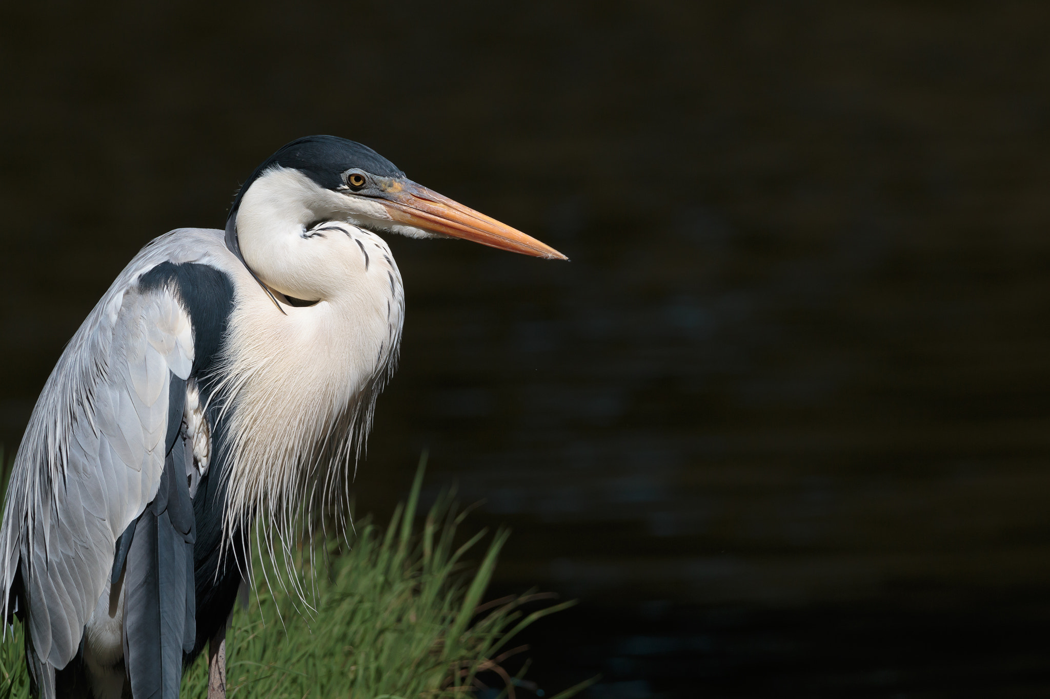 150-600mm F5-6.3 DG OS HSM | Contemporary 015 sample photo. Ardea photography