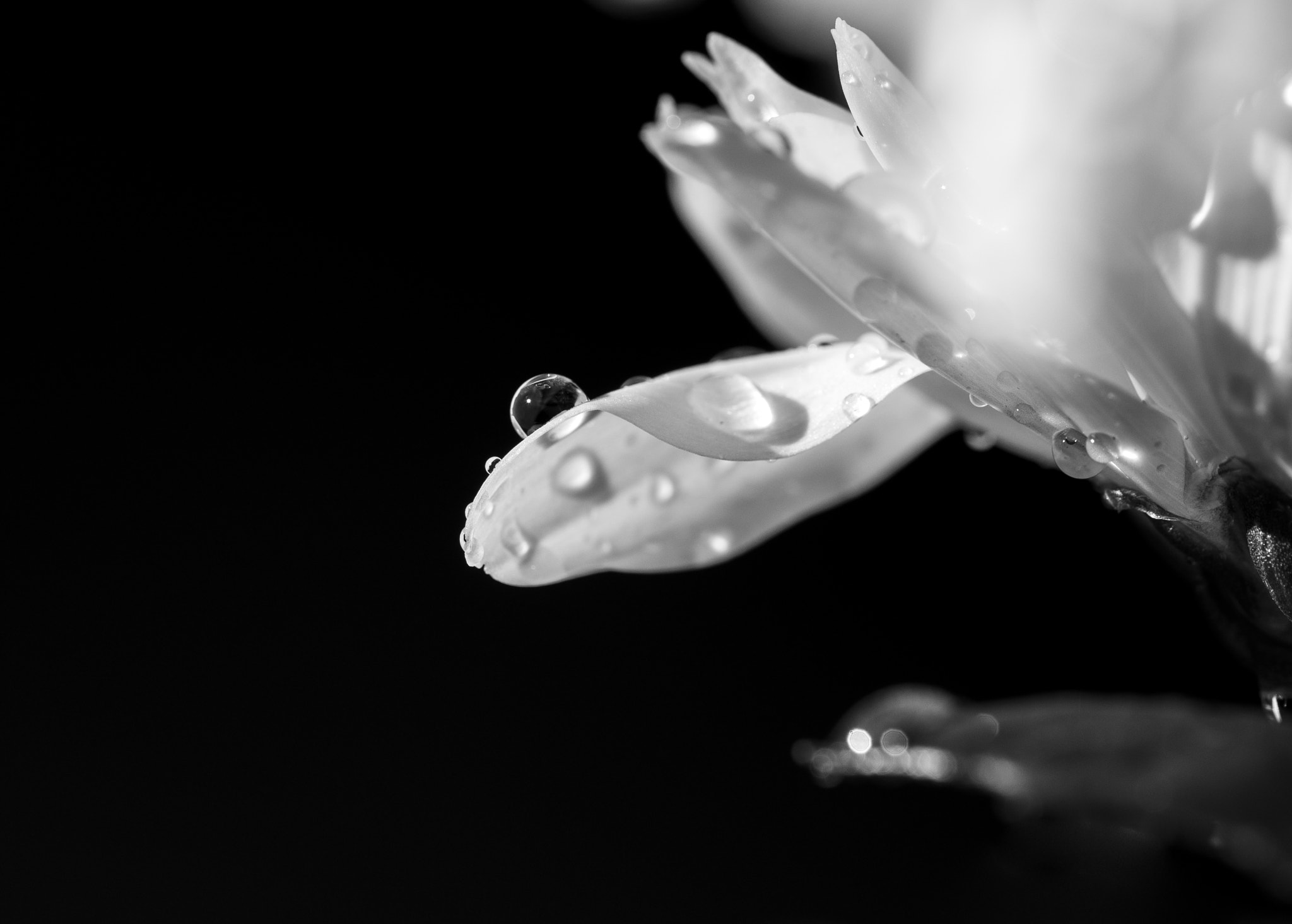 Sigma 105mm F2.8 EX DG OS HSM sample photo. Delicate photography