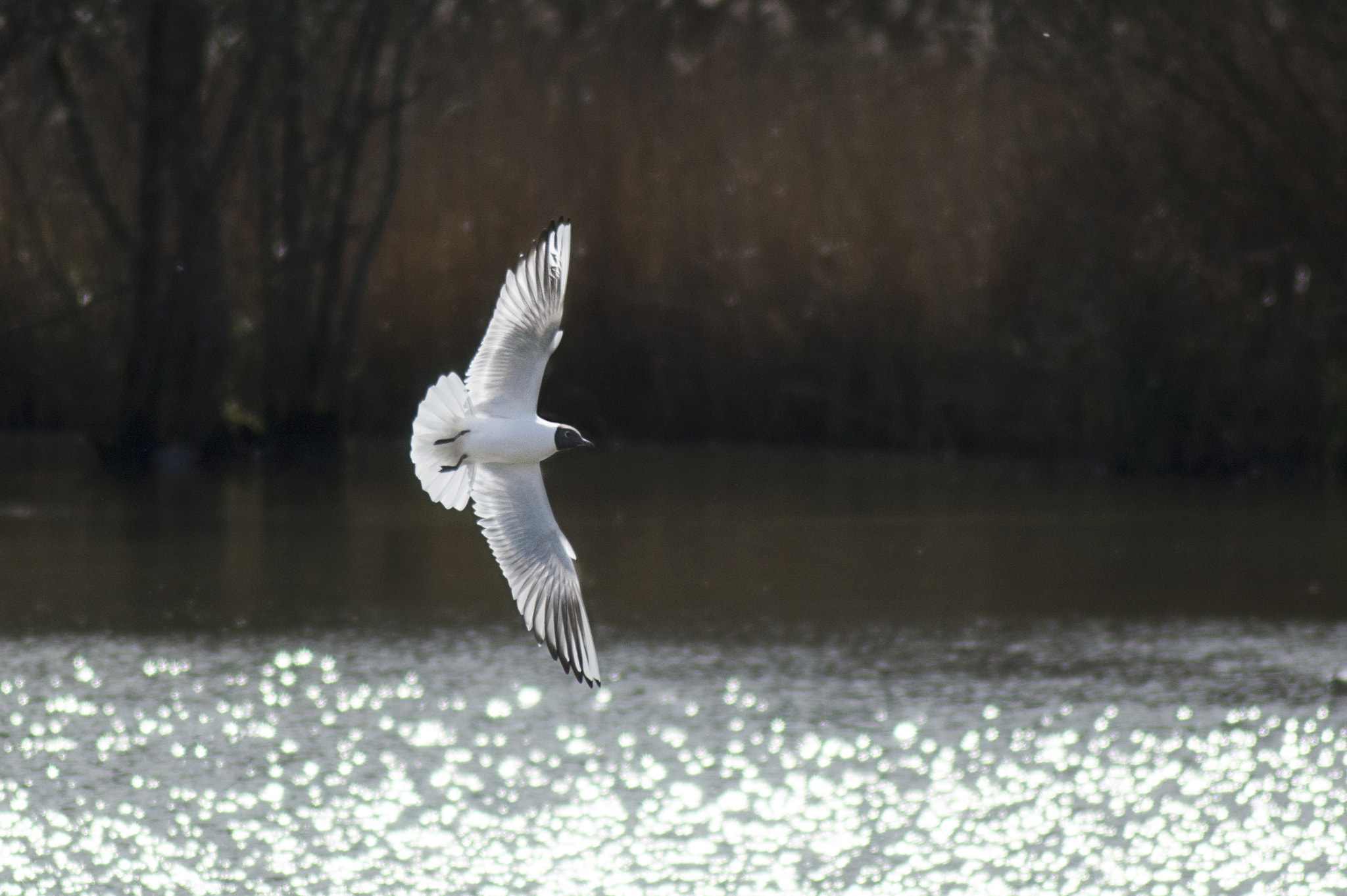 Nikon D3200 sample photo. Wings photography