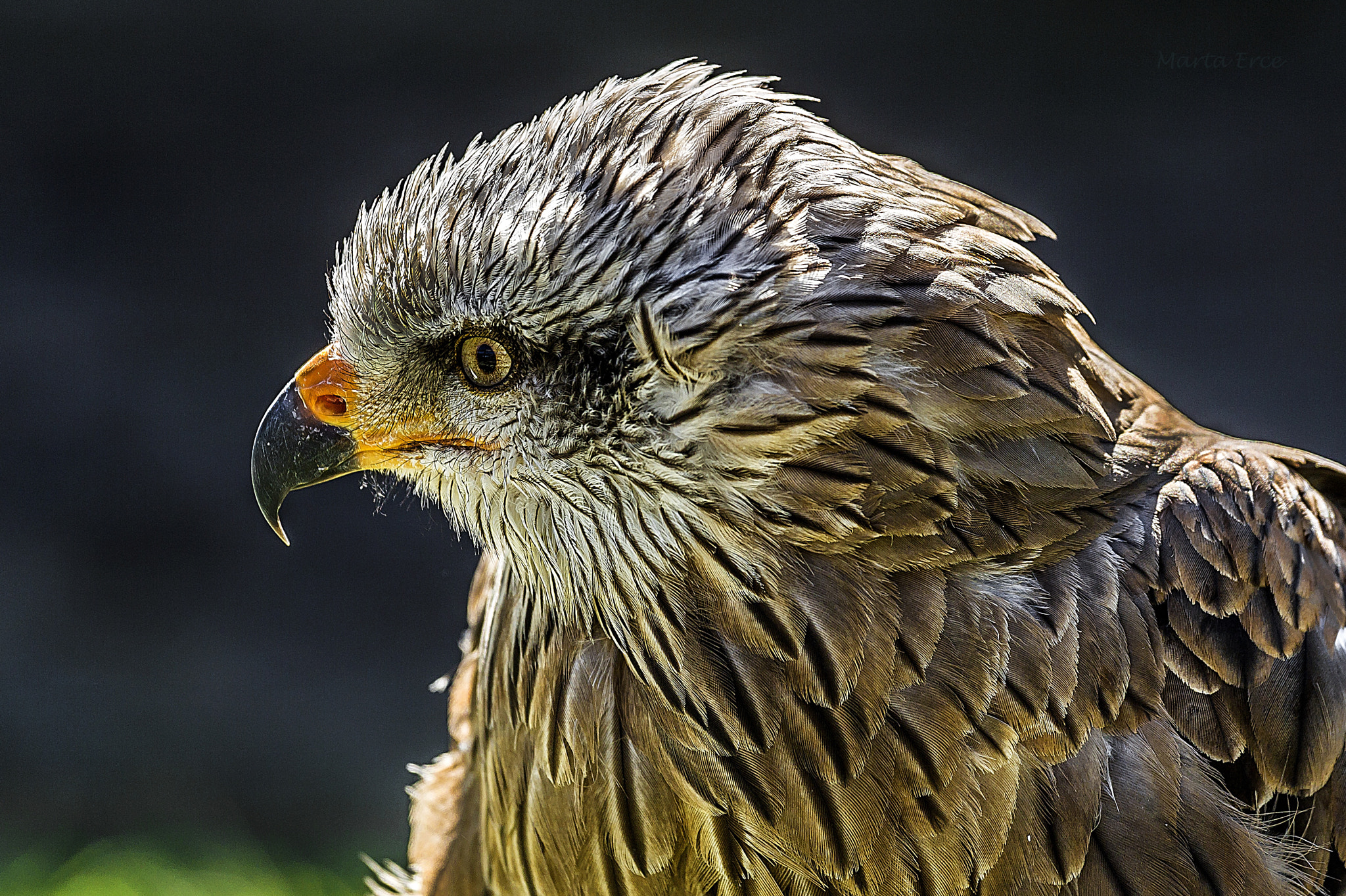 Canon EOS 6D + Canon EF 70-200mm F4L IS USM sample photo. Milano negro photography