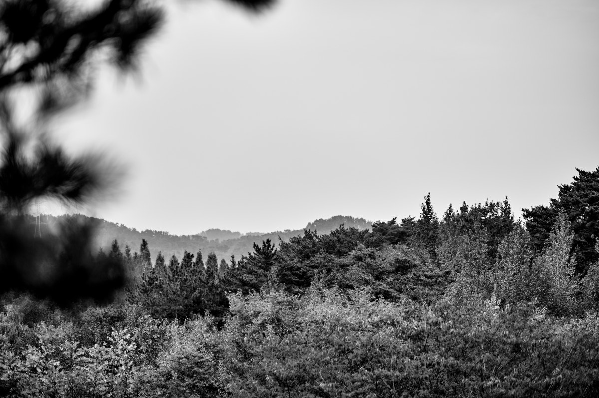 Canon EF 85mm F1.8 USM sample photo