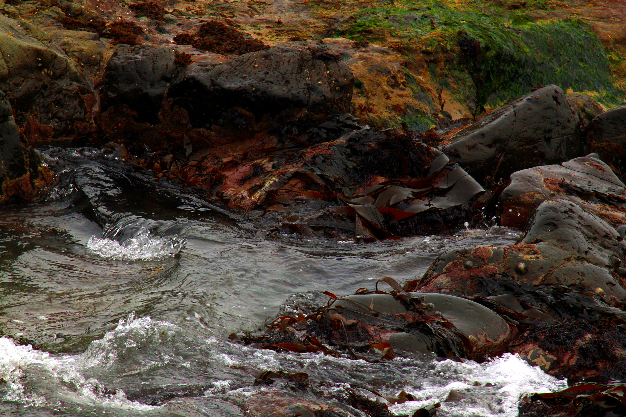 Canon EOS 500D (EOS Rebel T1i / EOS Kiss X3) sample photo. Seaweed photography