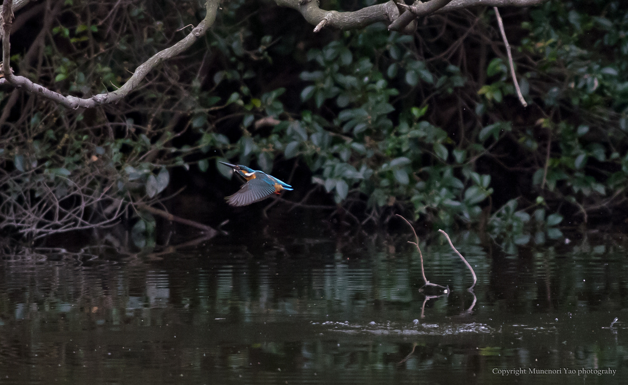 Pentax K-1 + Pentax smc DA* 300mm F4.0 ED (IF) SDM sample photo. Kingfisher photography