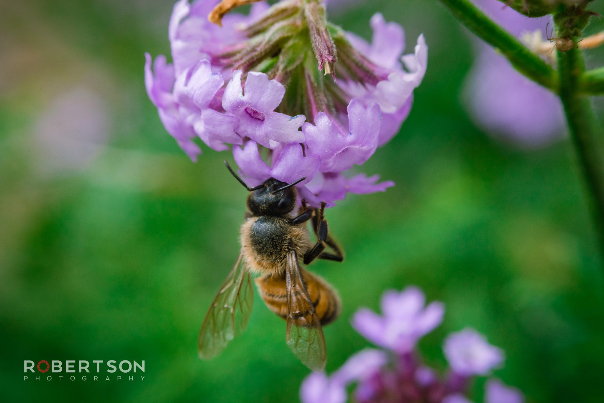 Canon EF 50mm F1.8 II sample photo. Bee hanging photography