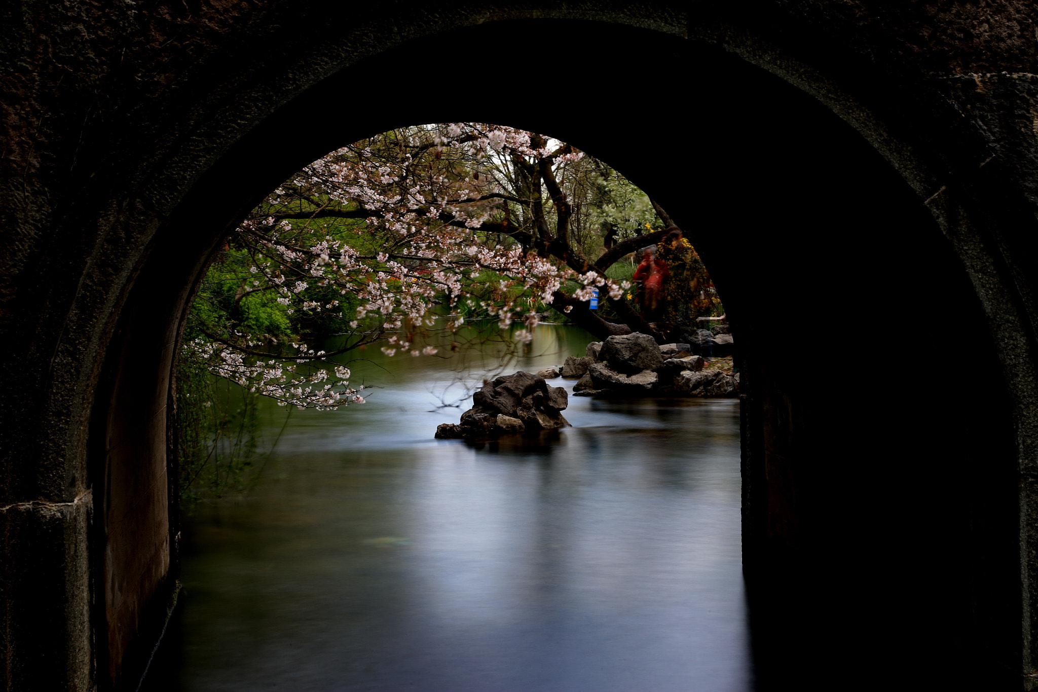 Canon EOS-1D X + Canon EF 24-105mm F4L IS USM sample photo. Sakura by river 2 photography