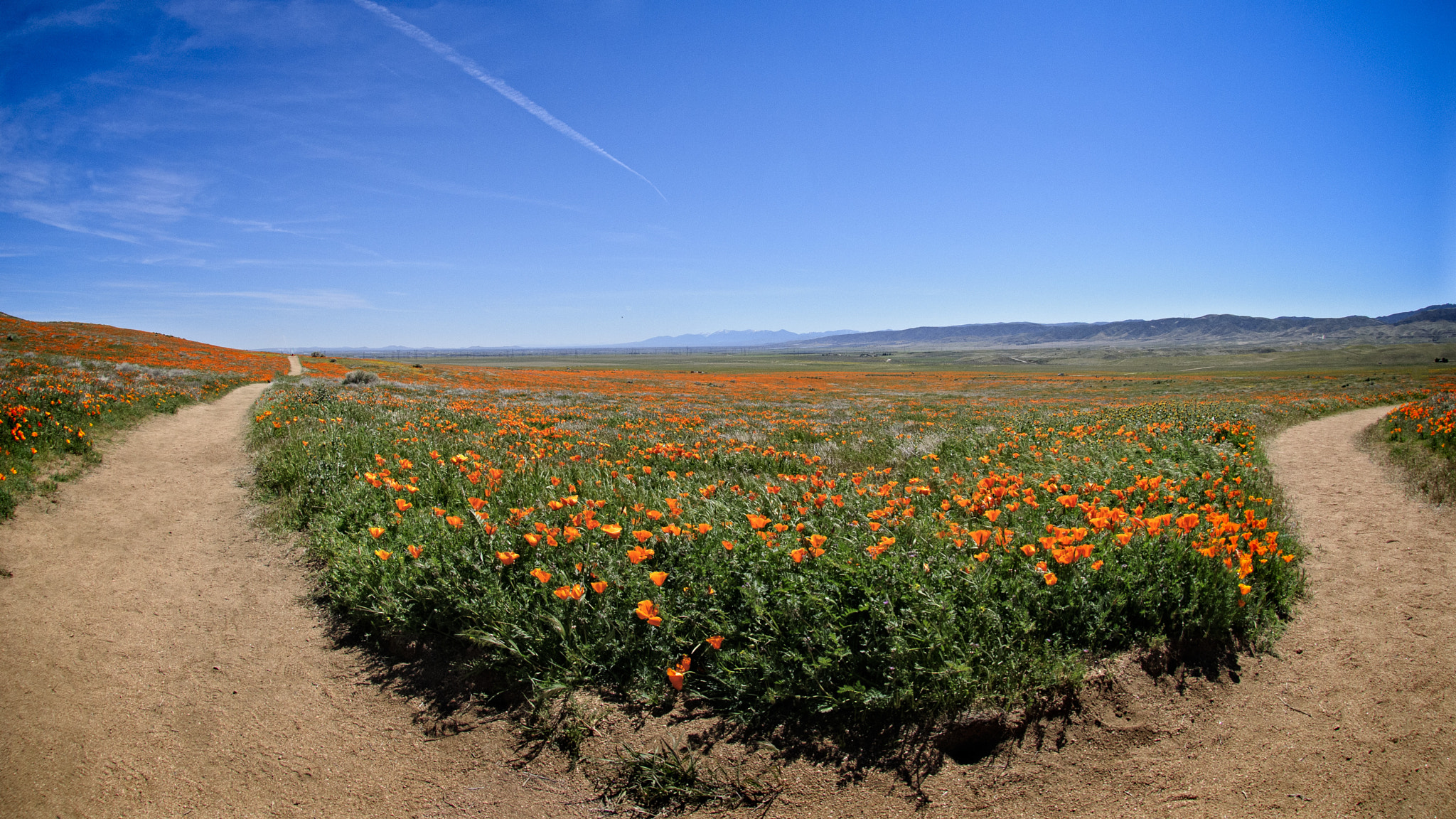 Nikon D300S + Nikon AF DX Fisheye-Nikkor 10.5mm F2.8G ED sample photo. Flower bordered trail amongst golden poppies photography