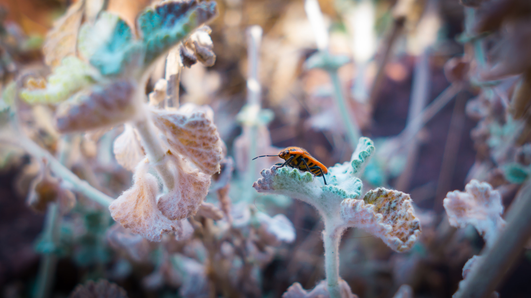 Sony Alpha NEX-5N + Sigma 19mm F2.8 EX DN sample photo. Beetle life photography