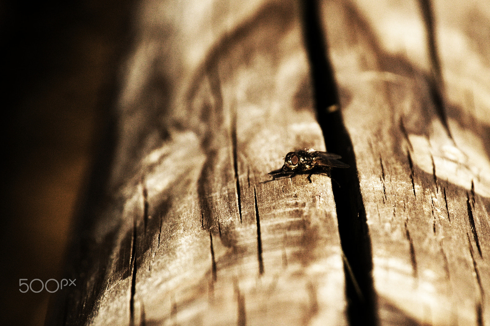 55.00 - 200.00 mm f/4.0 - 5.6 sample photo. Little spring fly photography