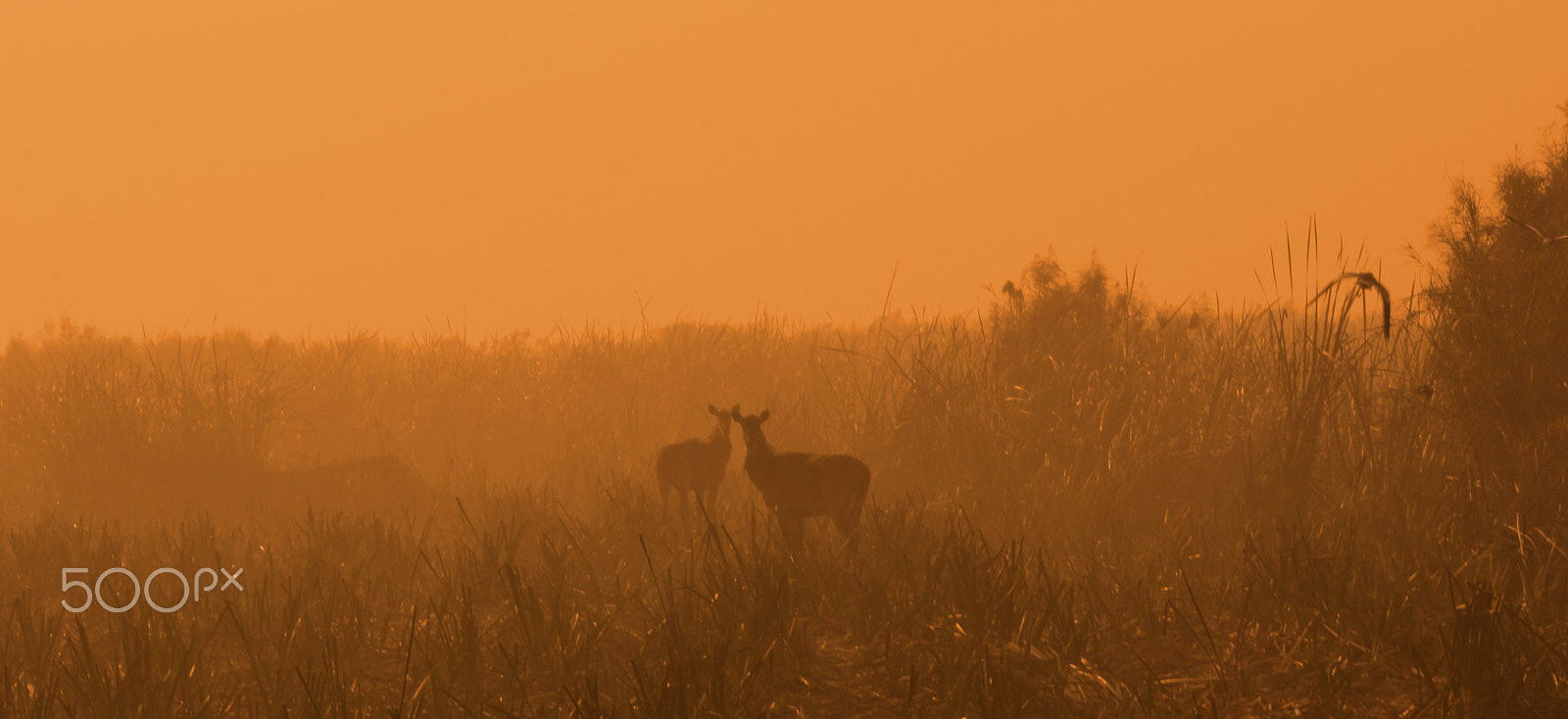 Canon EF-S 55-250mm F4-5.6 IS II sample photo. Golden hour.... photography