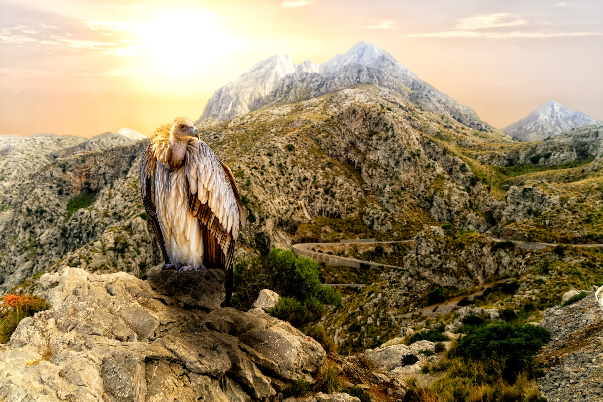 Olympus OM-D E-M10 II + Panasonic Lumix G Vario 45-200mm F4-5.6 OIS sample photo. Himalayan vulture photography