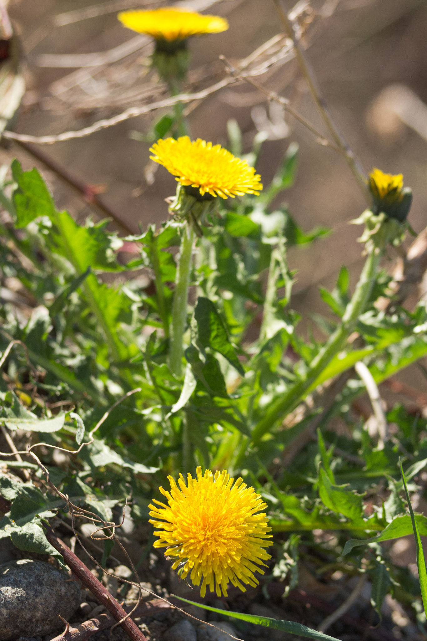 Canon EOS 700D (EOS Rebel T5i / EOS Kiss X7i) + Sigma 50-200mm F4-5.6 DC OS HSM sample photo. Dandelions photography