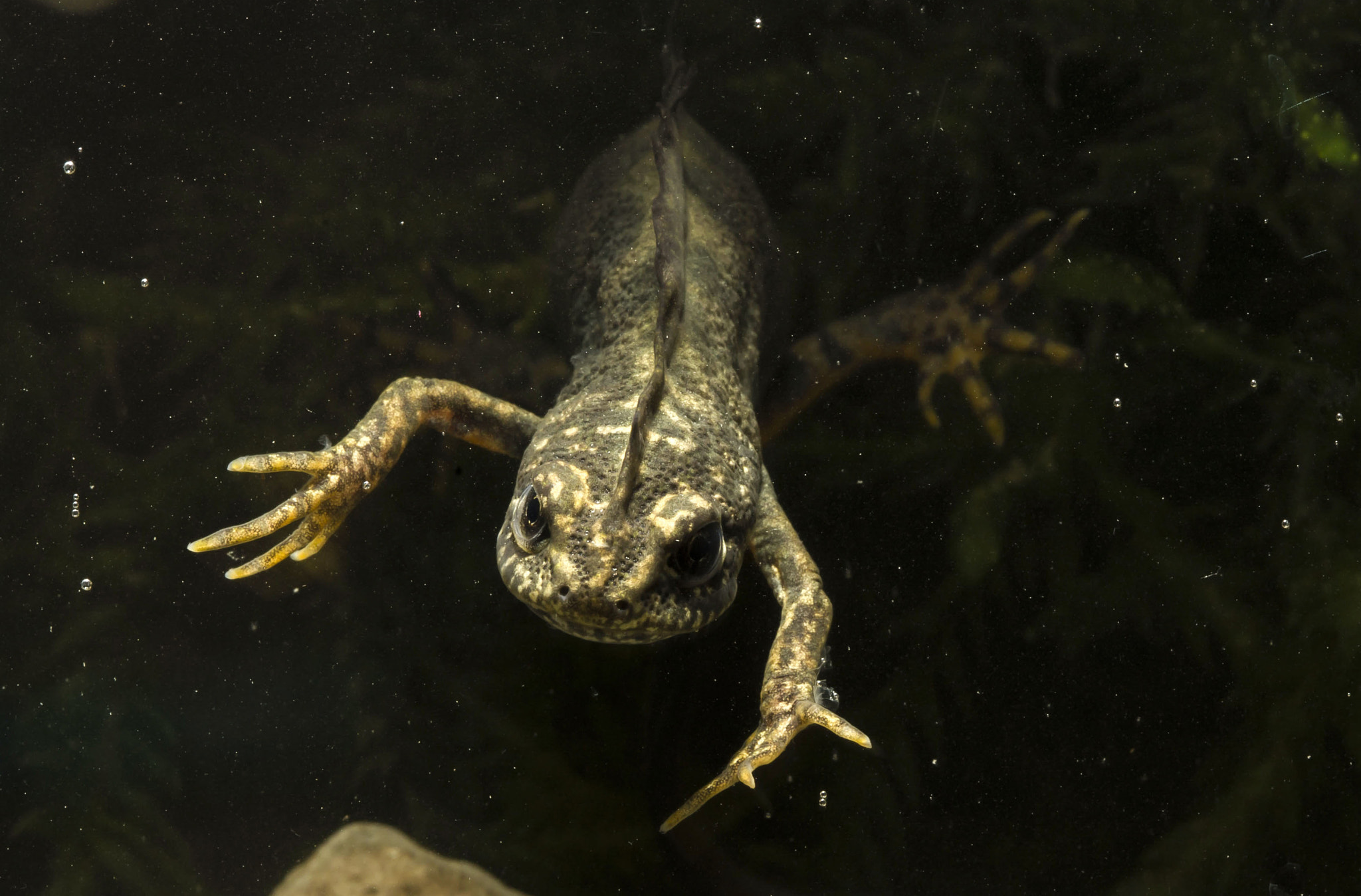 Canon EF 100mm F2.8 Macro USM sample photo. Crested newt in the darkness photography