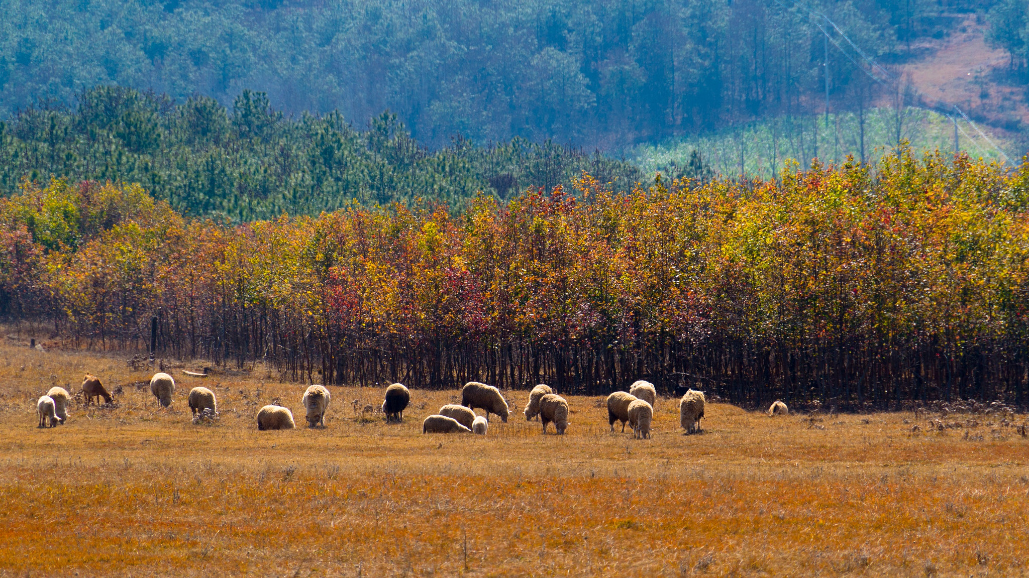 Sony Alpha NEX-5N + Sony E 18-200mm F3.5-6.3 OSS sample photo. Sheep photography