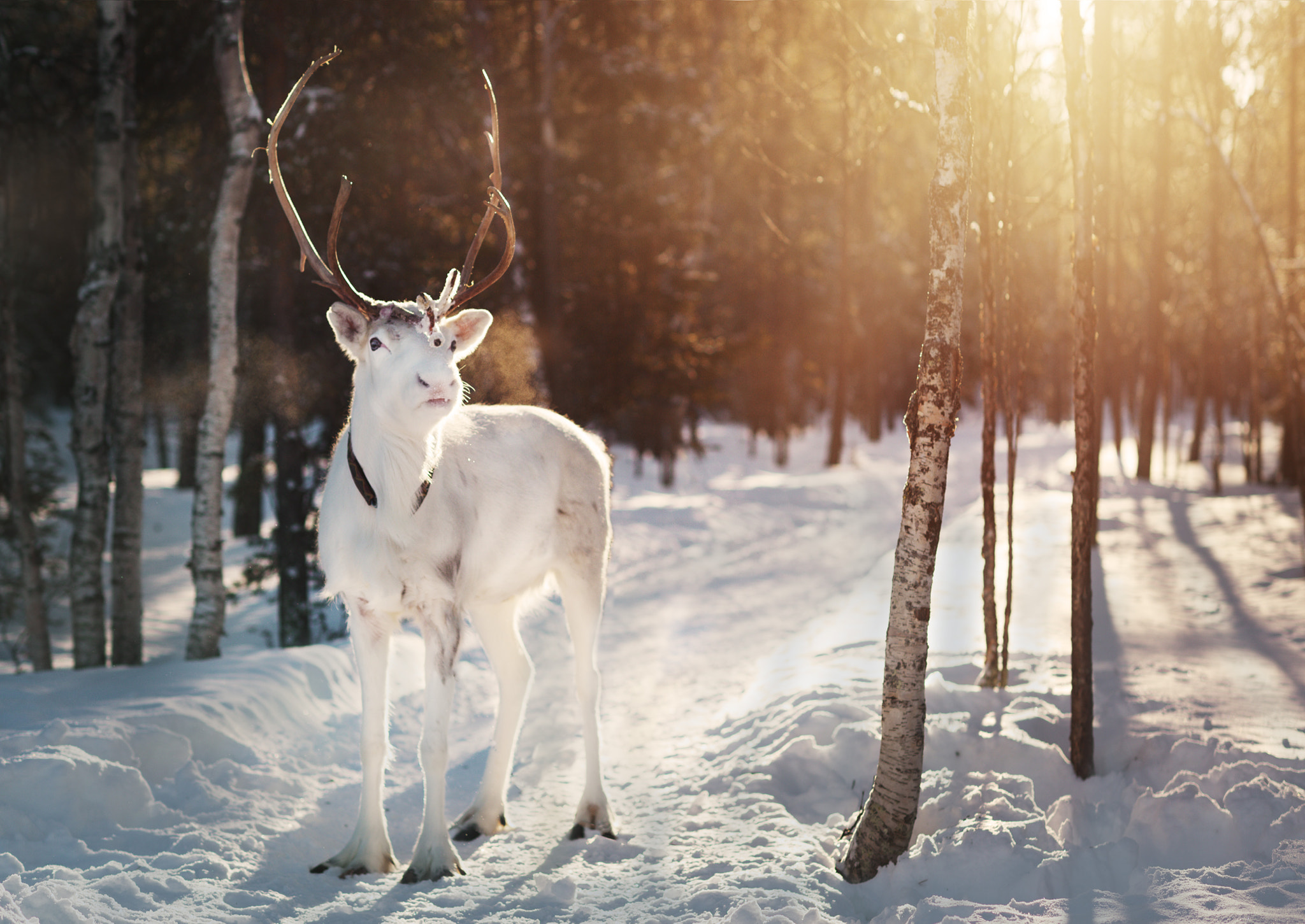 Nikon D4S + Nikon AF-S Nikkor 85mm F1.4G sample photo. White reindeer photography
