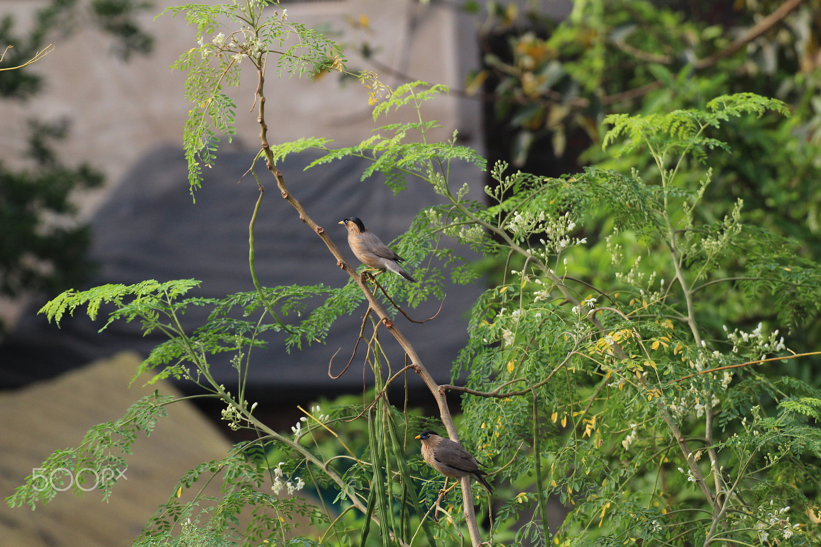 Canon EOS 1300D (EOS Rebel T6 / EOS Kiss X80) + Tamron SP 35mm F1.8 Di VC USD sample photo. Birds photography