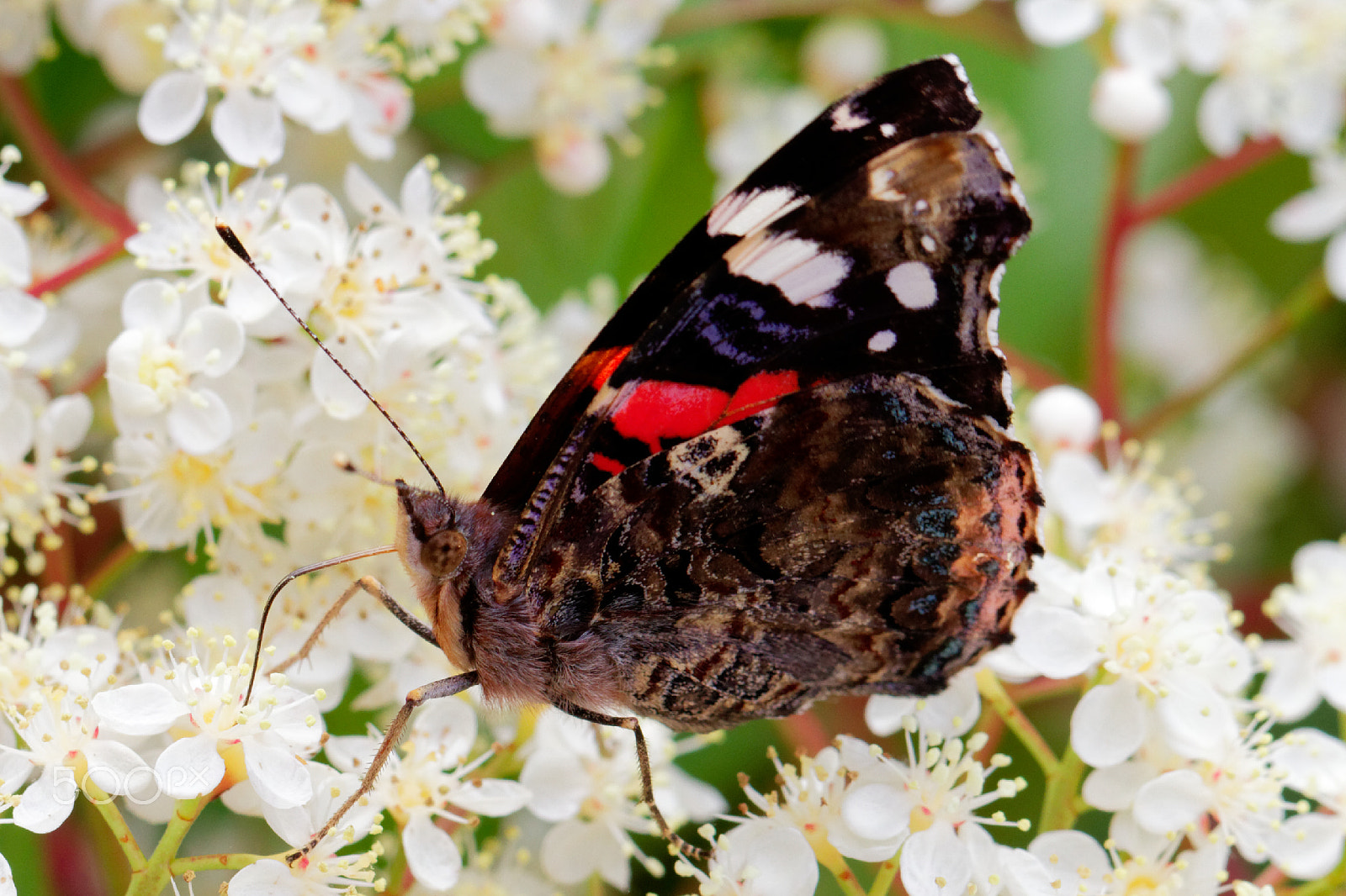 Canon EF 100mm F2.8L Macro IS USM sample photo. Vulcain photography