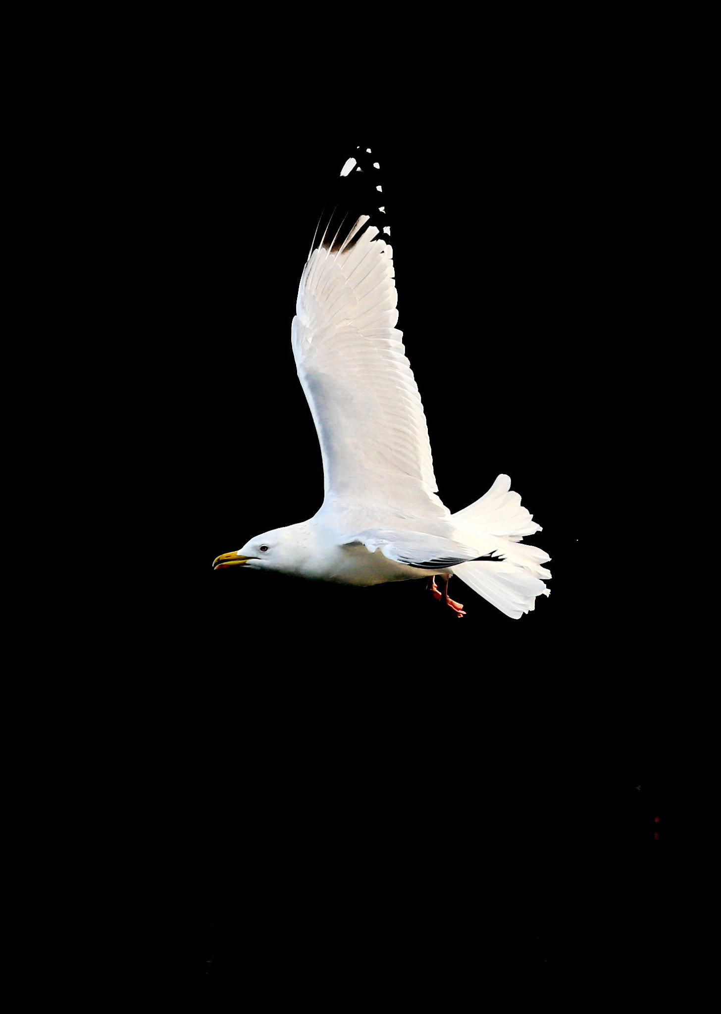Canon EOS-1D X sample photo. Flying photography