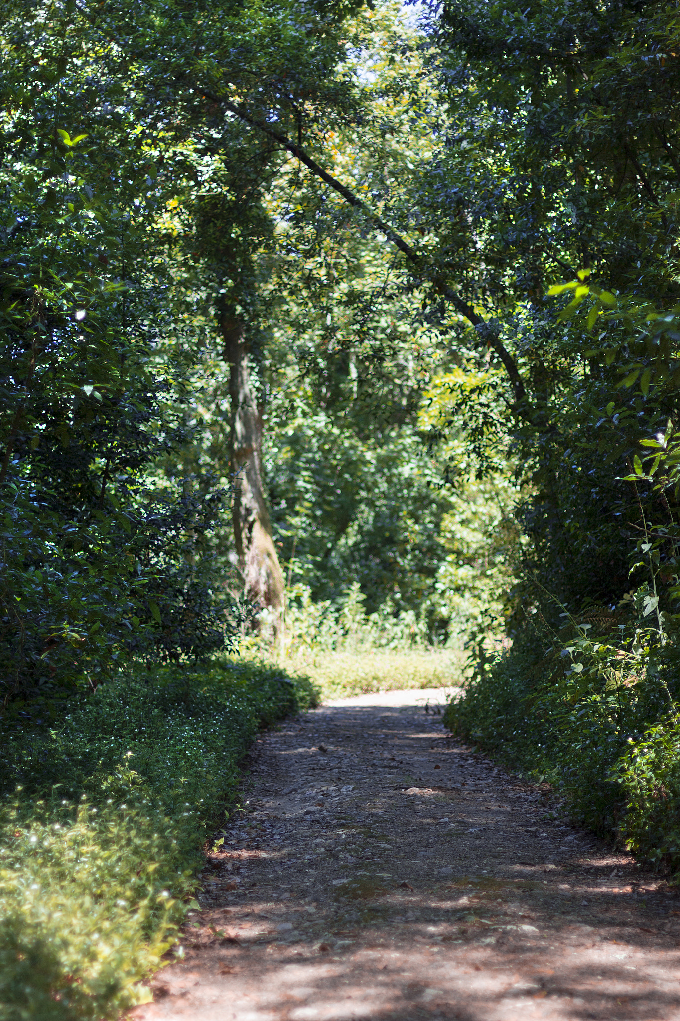 Canon EOS 60D + Canon EF 50mm F1.4 USM sample photo. Serra do bussaco photography