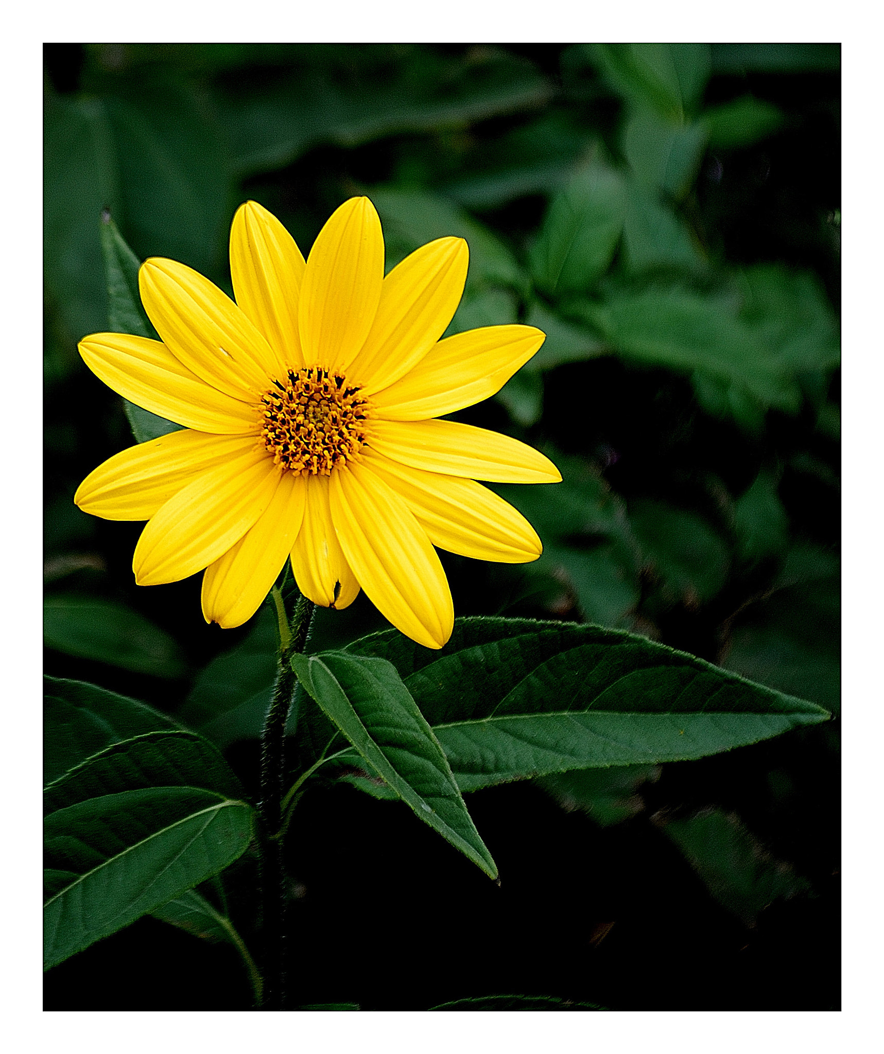 Nikon D200 sample photo. Recortada photography