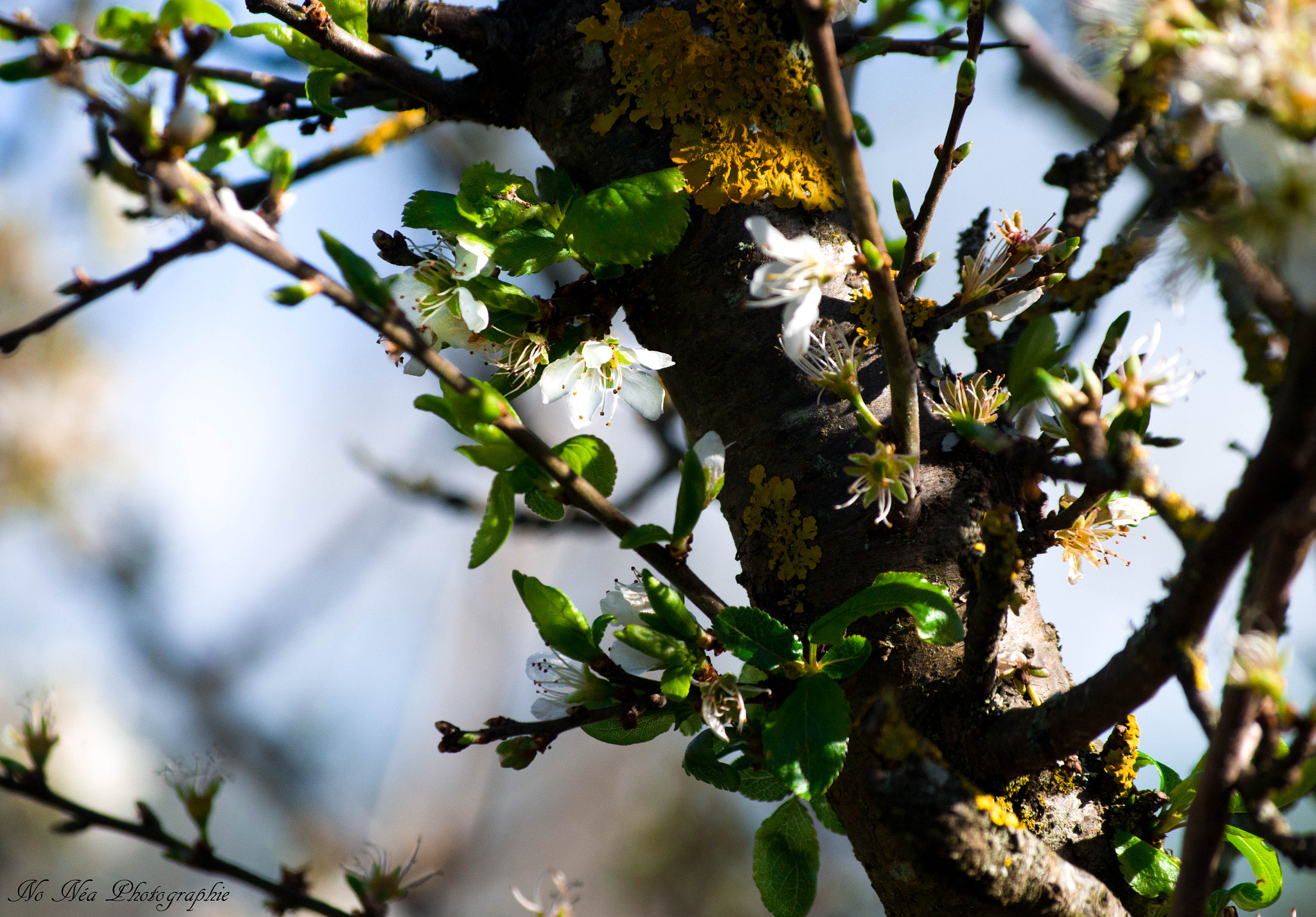 smc Pentax-DA L 50-200mm F4-5.6 ED WR sample photo. Spring is back photography