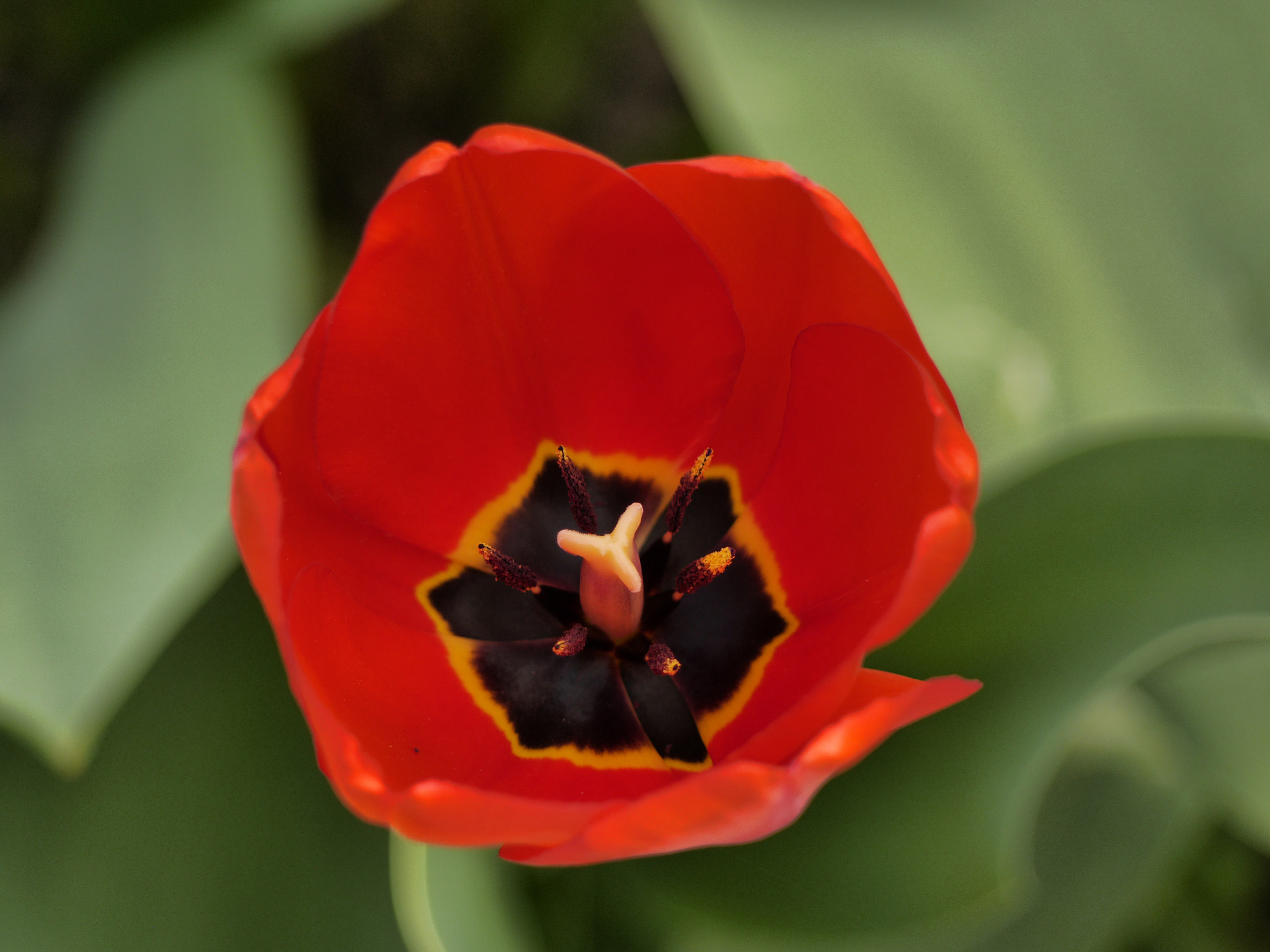 Panasonic Lumix DMC-GH3 sample photo. Red tulip photography