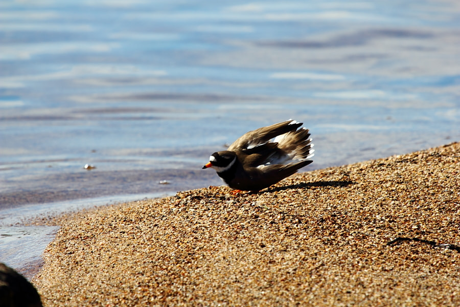 Canon EF 100-400mm F4.5-5.6L IS USM sample photo. Img photography