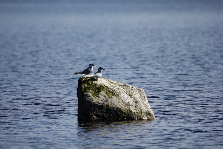 Canon EF 100-400mm F4.5-5.6L IS USM sample photo. Img photography