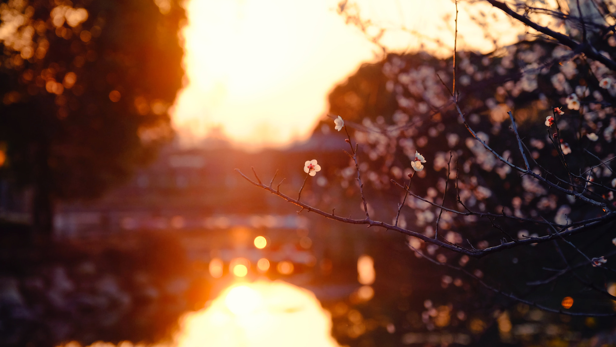 Fujifilm X-T1 + Fujifilm XF 16-55mm F2.8 R LM WR sample photo. 夕阳下梅瓣 photography