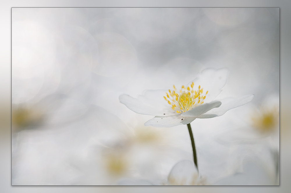 Nikon D300 + Sigma 150mm F2.8 EX DG OS Macro HSM sample photo. Wood anemone photography