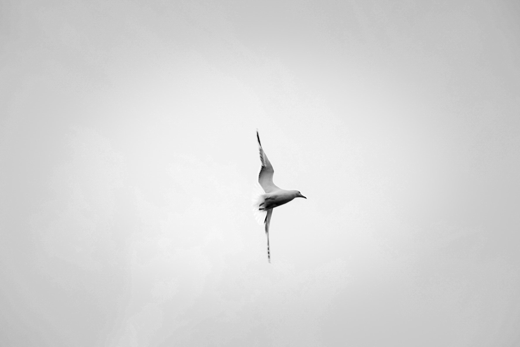 Fujifilm X-E2 + Fujifilm XF 18-55mm F2.8-4 R LM OIS sample photo. Freedom.  photography