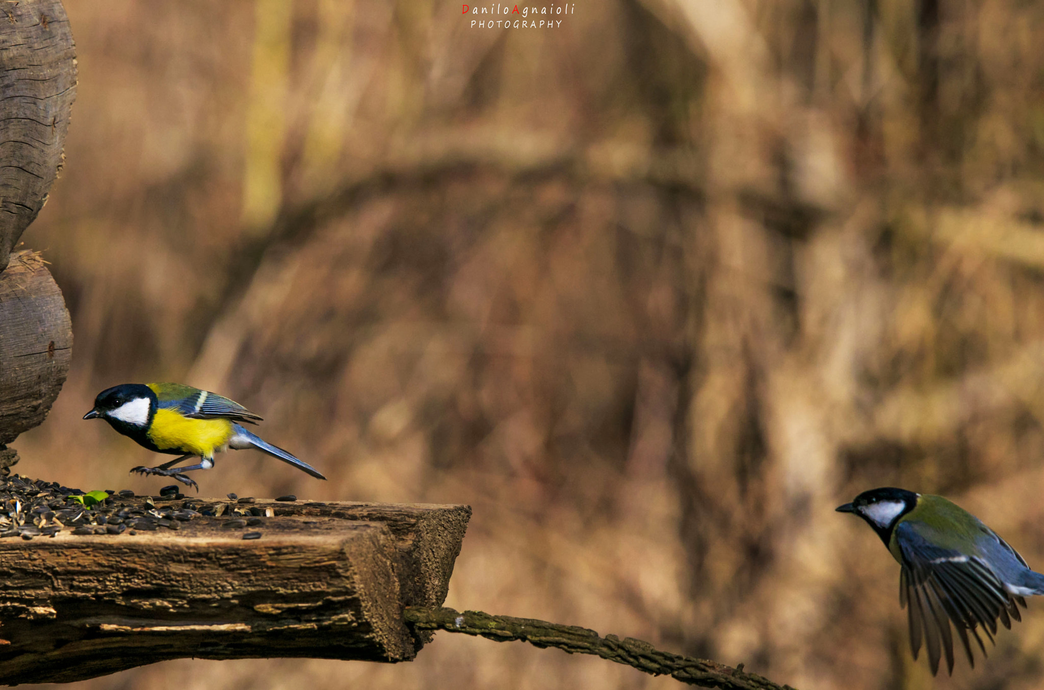 Tamron SP 150-600mm F5-6.3 Di VC USD sample photo. Primo!! photography