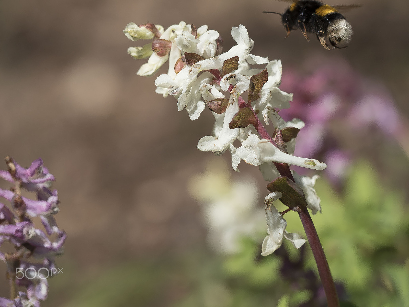 Olympus M.Zuiko Digital ED 60mm F2.8 Macro sample photo. Hohler lerchensporn photography