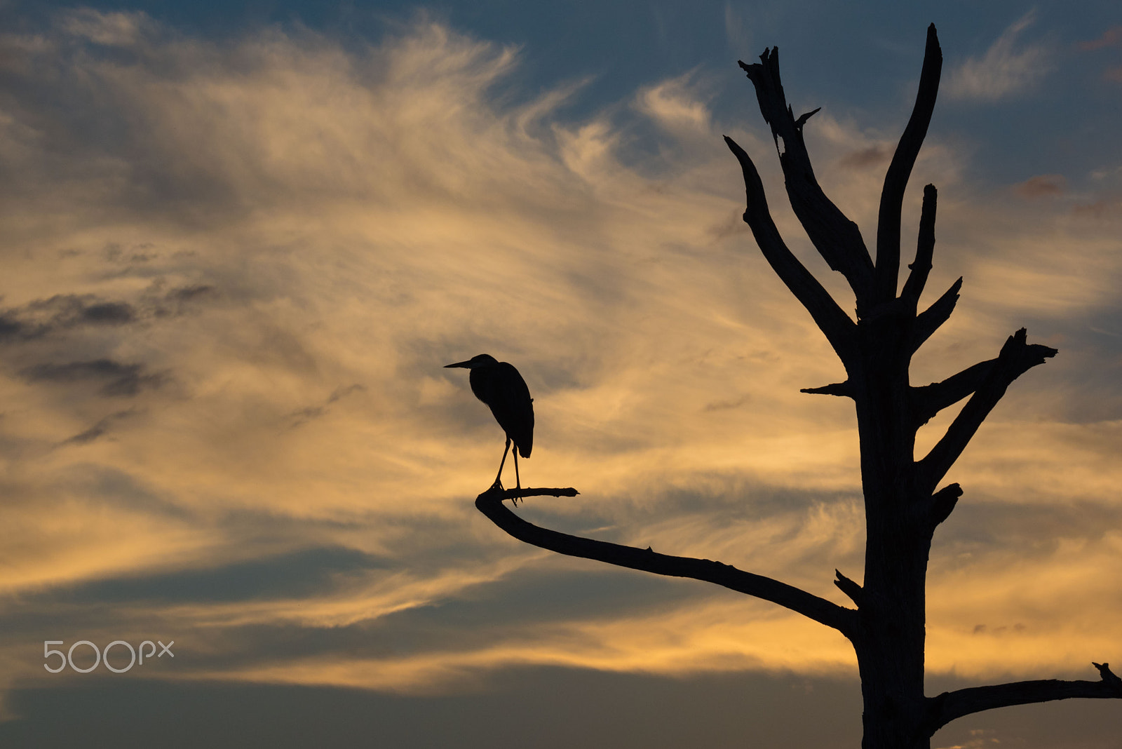 Sigma 50mm F2.8 EX DG Macro sample photo. Great blue heron silhouette photography