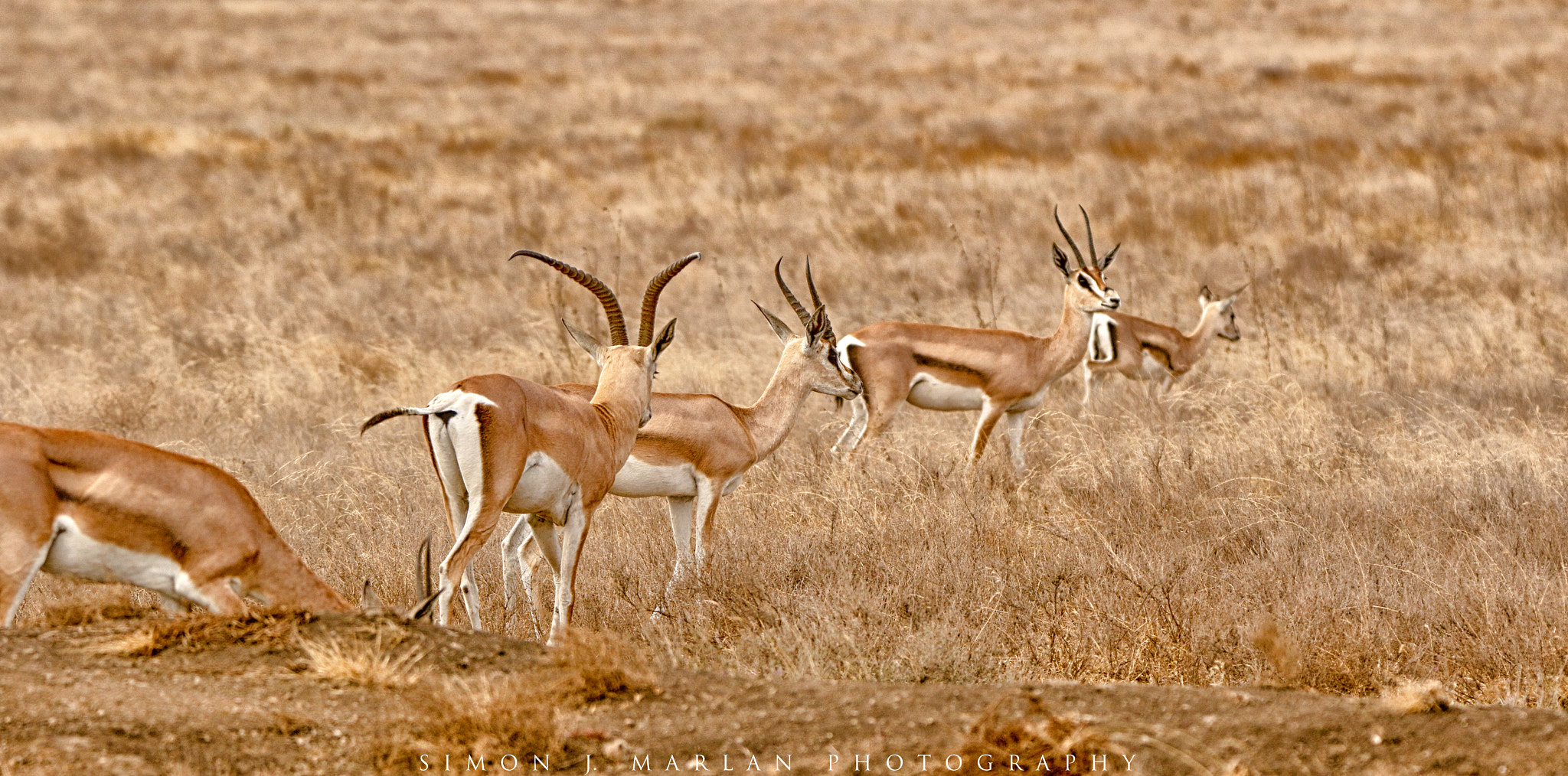 Tamron SP 150-600mm F5-6.3 Di VC USD sample photo. Roaming photography