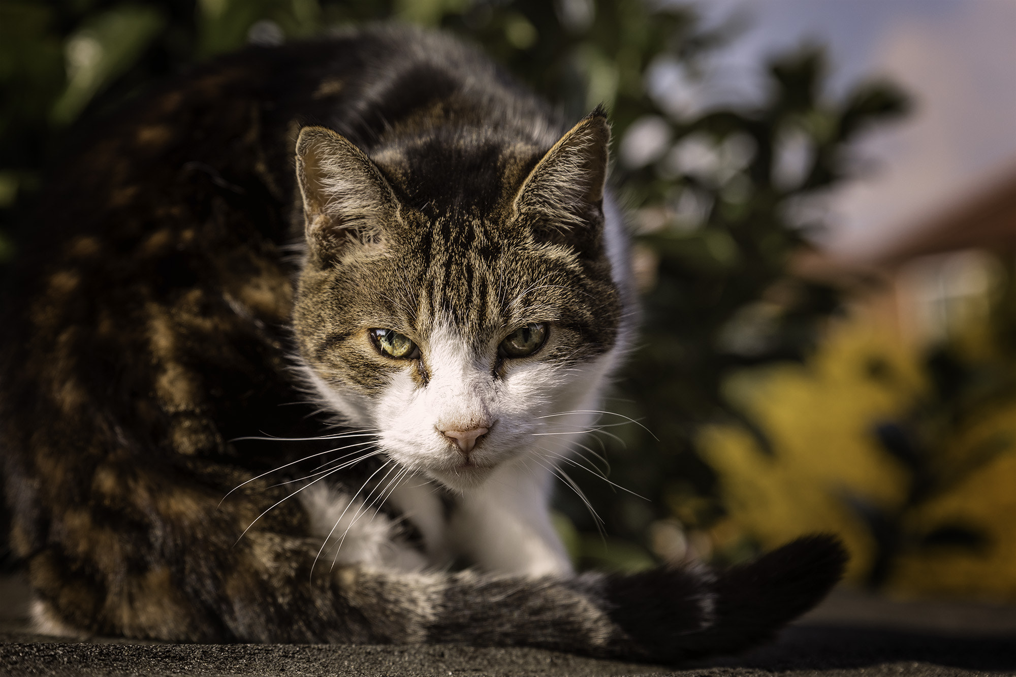 Sigma 24-70mm F2.8 EX DG Macro sample photo. What do you want? photography