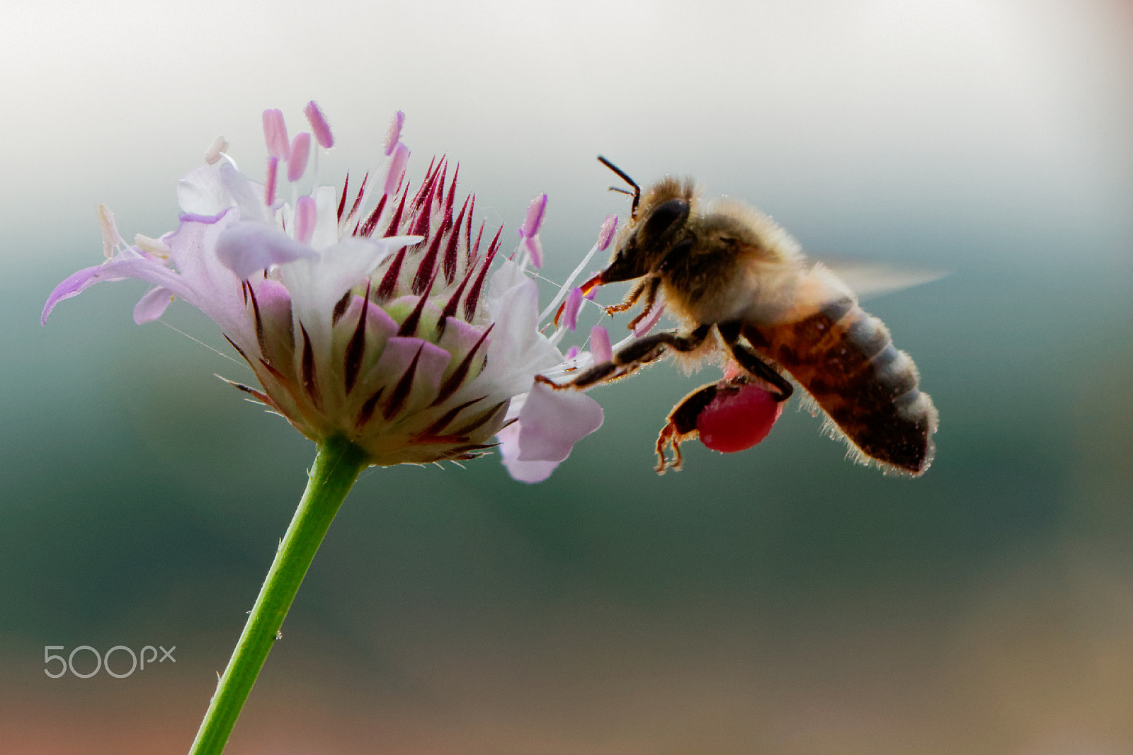 Canon EF 100mm F2.8L Macro IS USM sample photo. Abeille domestique photography