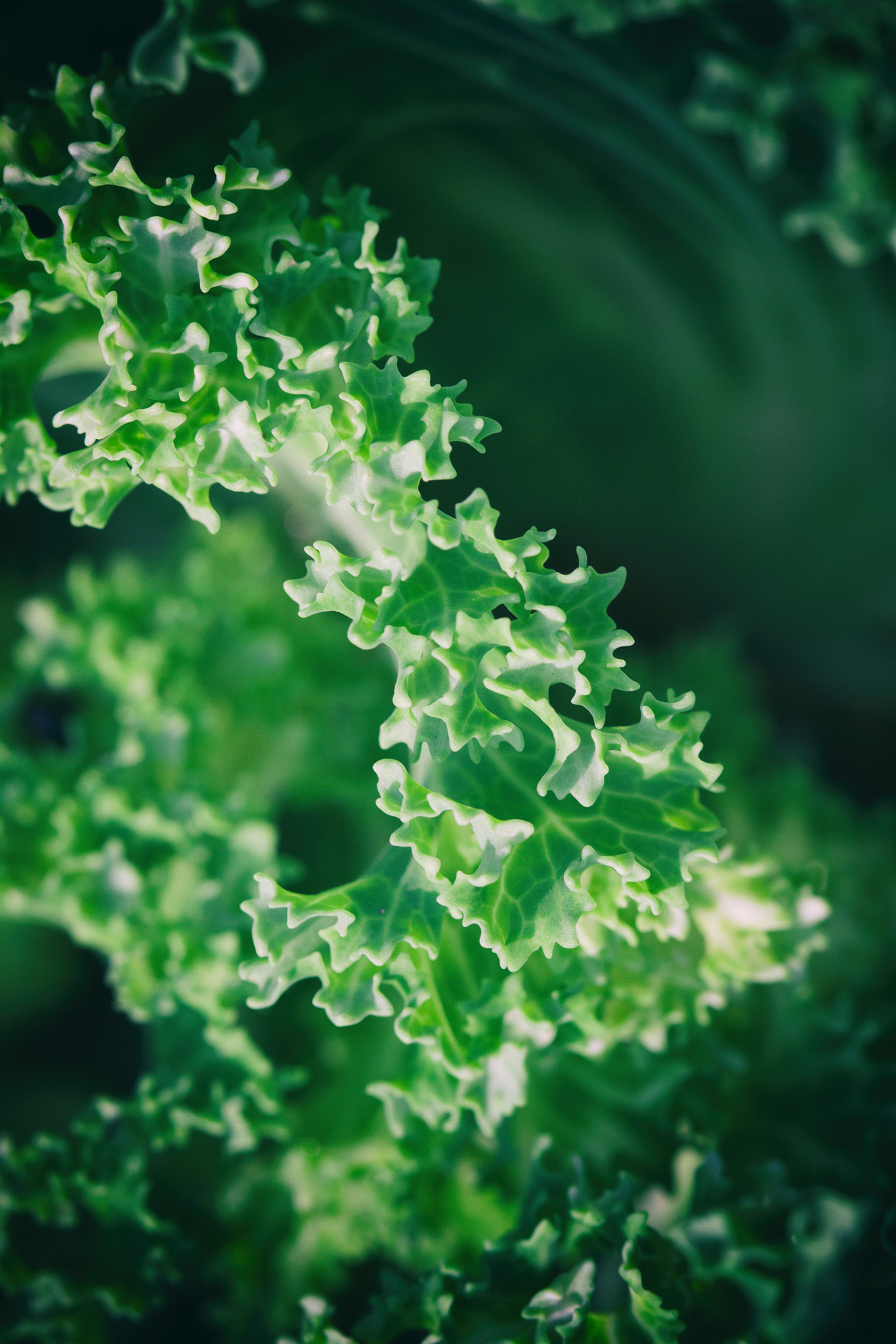 Canon EOS 50D sample photo. Green photography
