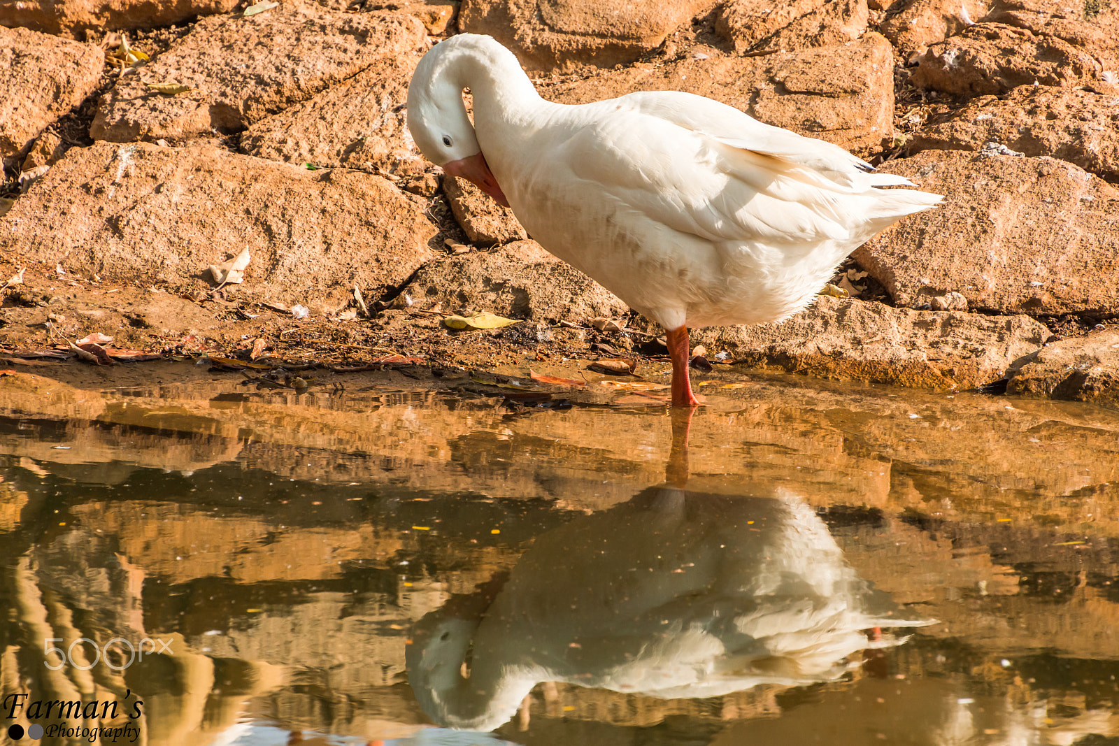 Nikon D7200 sample photo. Duck photography