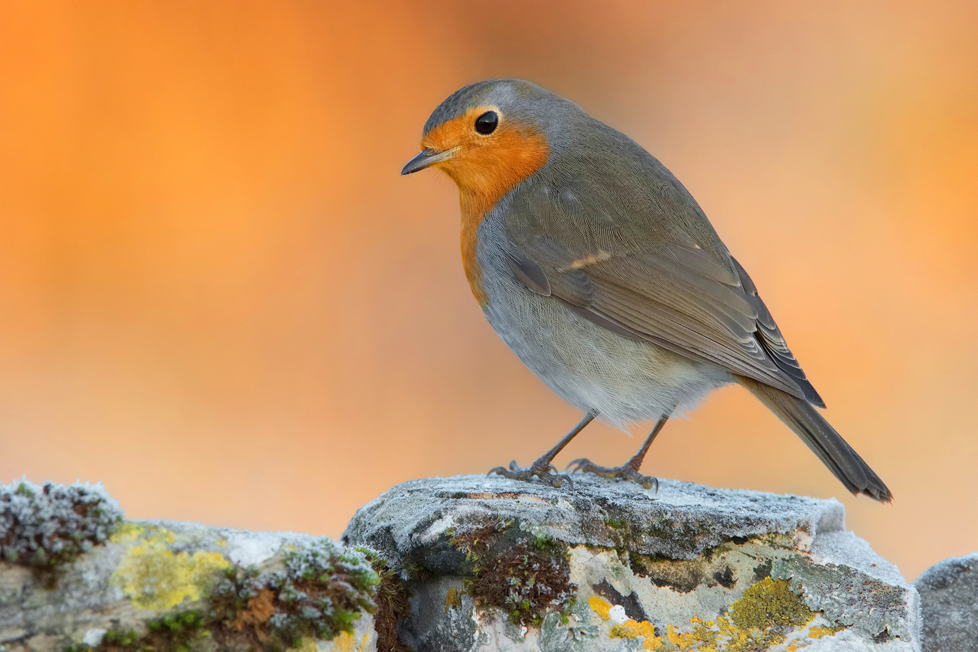 Nikon D810 sample photo. Robin- pettirosso photography